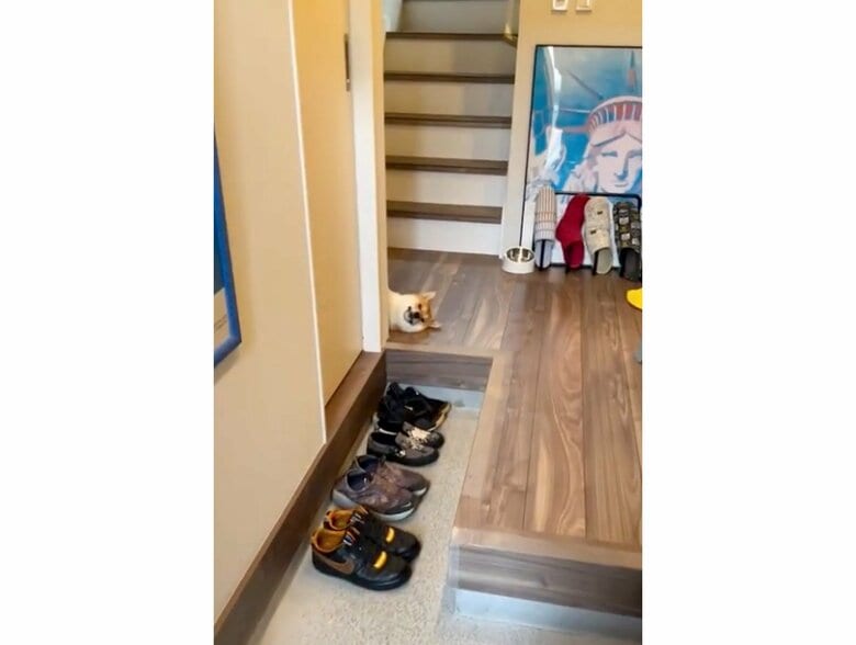 提供：柴犬はらみさん