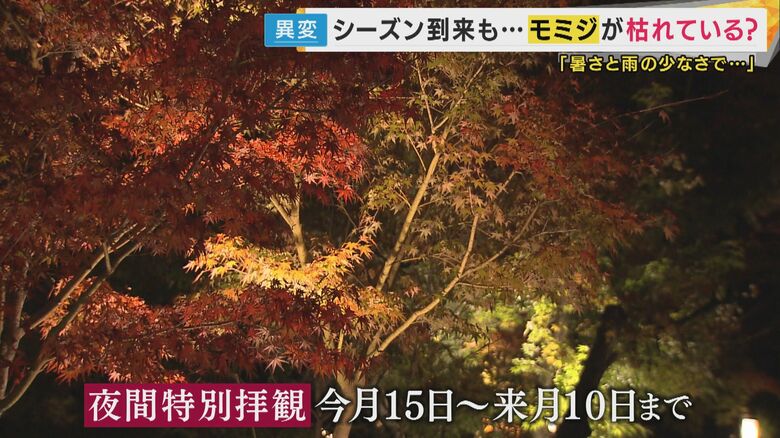 永観堂では3000本のモミジがライトアップ