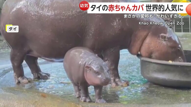 天真らんまんな生後2カ月の赤ちゃんカバのムーデン