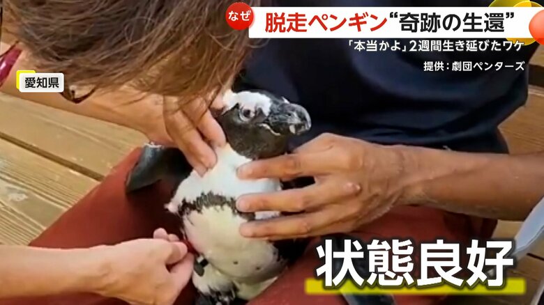 外傷もなく、状態も非常に良好だという「ペン」
