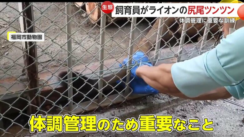 ライオンの尻尾を木の棒でツンツンとつつく飼育員（福岡・福岡市の福岡市動物園）