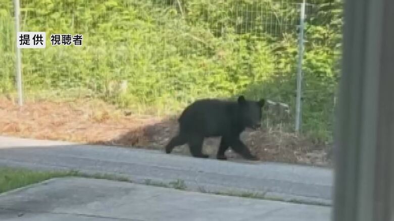 道路を歩くクマ（提供：視聴者）