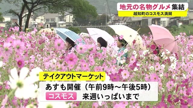 コスモス満開の越知町でテイクアウトマーケット