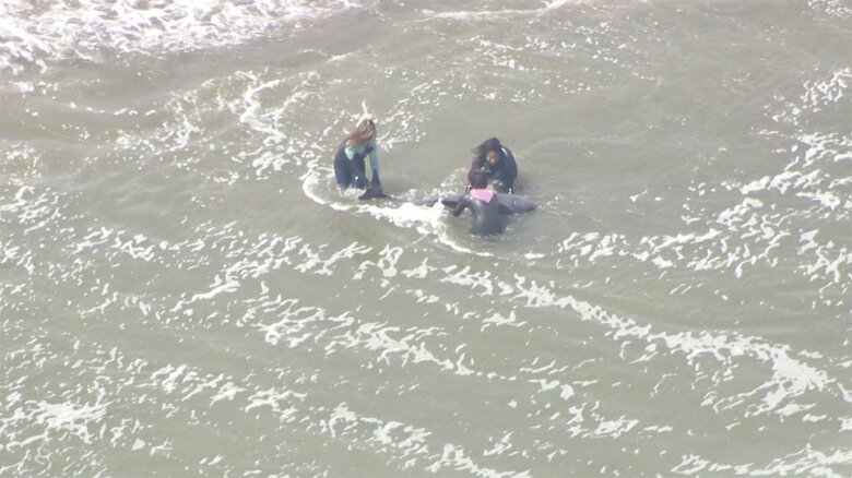 現場では、サーファーらがイルカを海に戻そうとする様子が見られた。