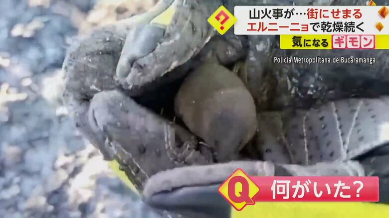 助け出されたモグラの赤ちゃん