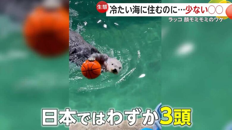 日本で飼育されているラッコはわずか3頭だという