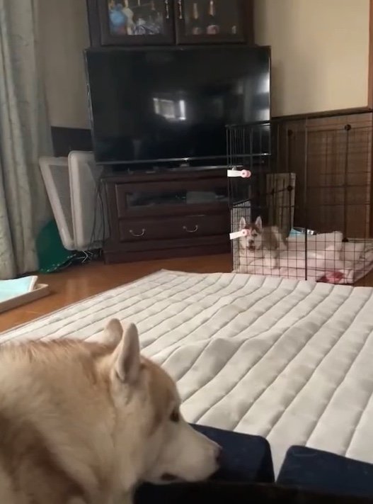 提供：ココとイチのままちゃん