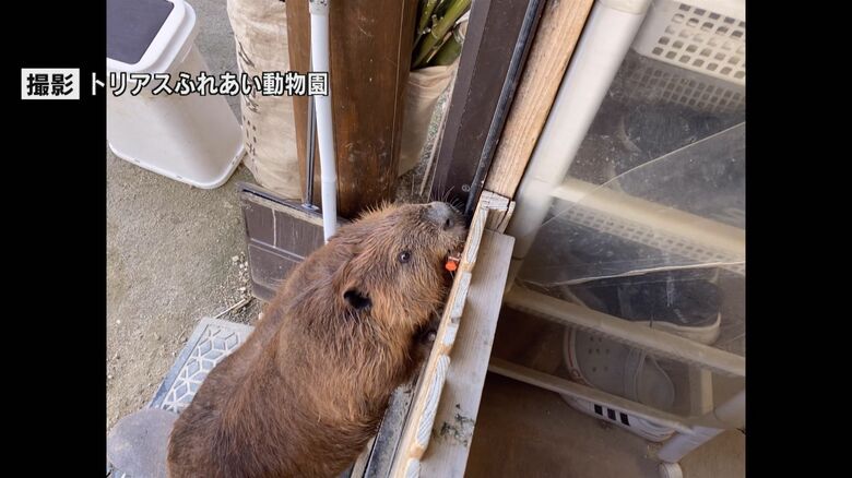 鍵をかんだと思ったら…