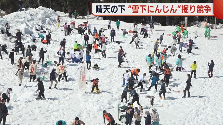 津南町で開かれた「雪下にんじん掘り競争」