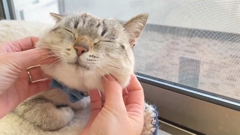 マッサージされてウットリなくう君