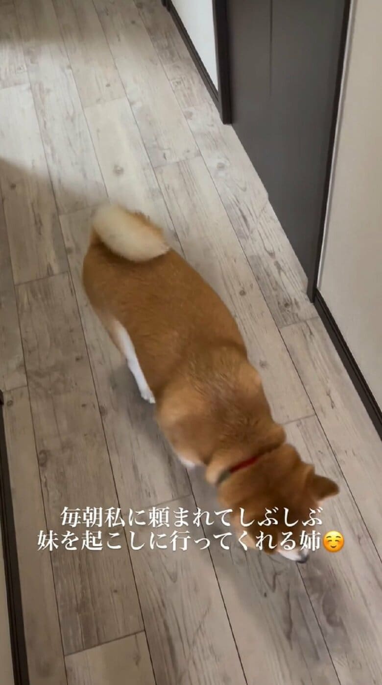 しぶしぶ階段へ向かう豆ちゃん