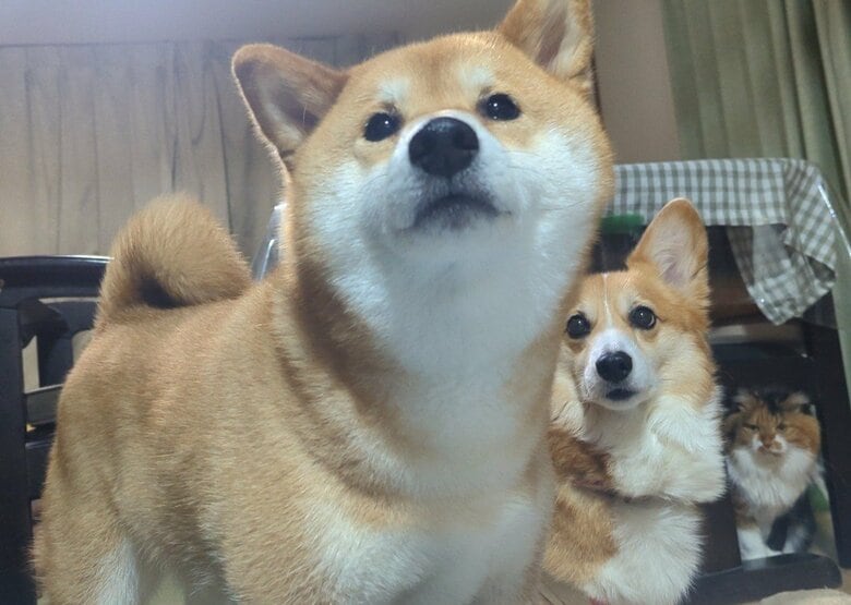 提供：柴犬スティーブch【コーギーと猫を添えて】さん