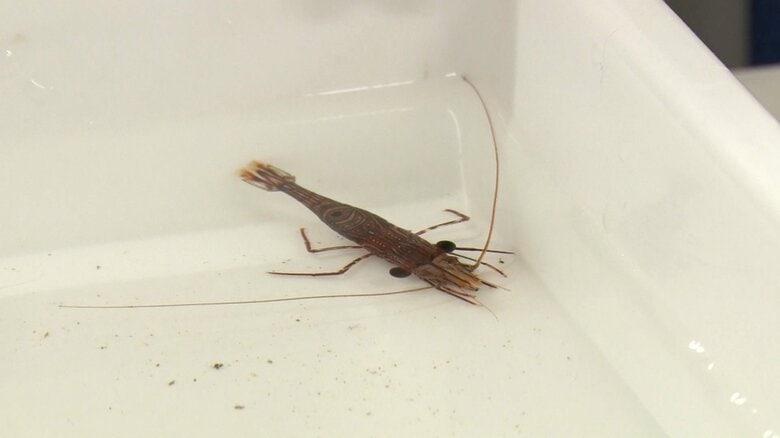 南三陸町で初めて見つかった「ヤイトサラサエビ」（暖水性）　背中の黒点が特徴的だ