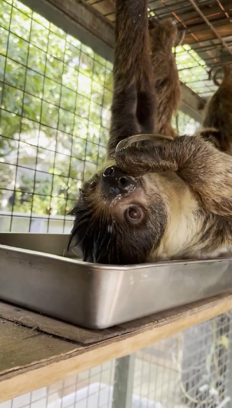 そのまま口元に水をはこんで…（提供：神戸市立王子動物園）