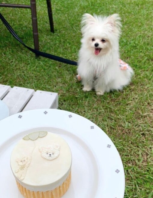 結婚式で似顔絵ケーキを頂いた（提供：かわいーぬさん）