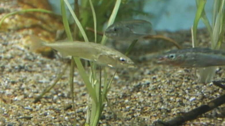 かつて糸魚川地域にいたイトヨ（糸魚）