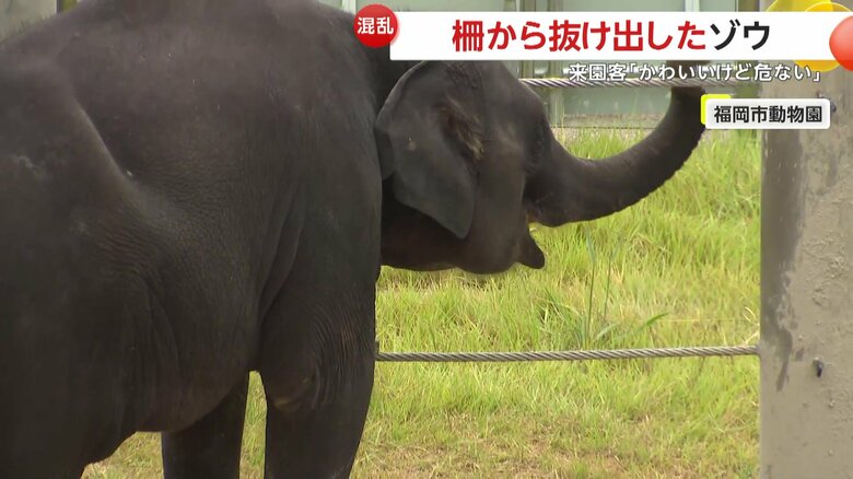 柵に鼻をこすりつける子ゾウ