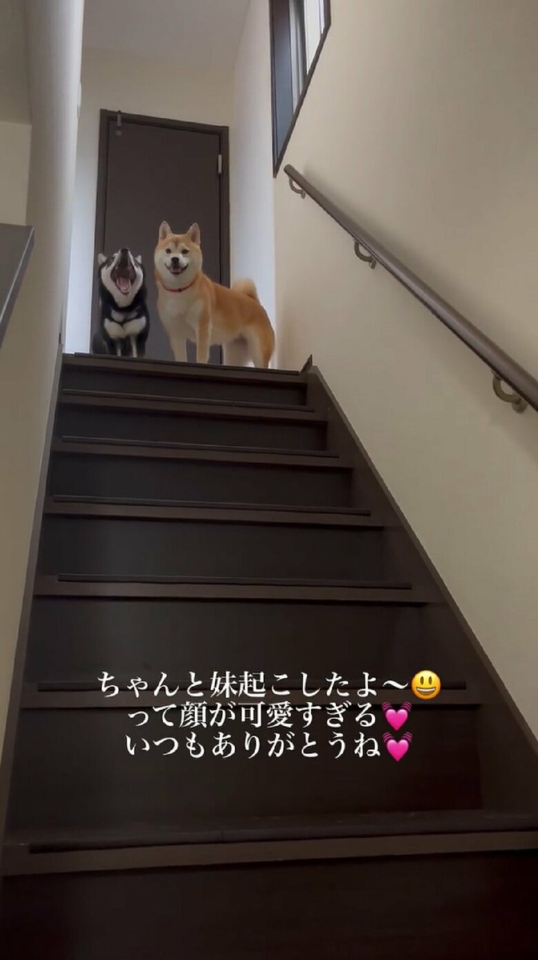 「小豆おはよう」飼い主さんの挨拶にあくびで応える小豆ちゃん