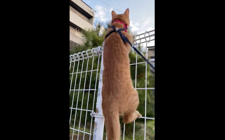 よじ登るつぶちゃん