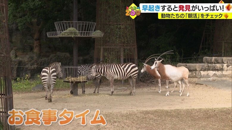 シマウマにえさ場を占領されるシロオリックス