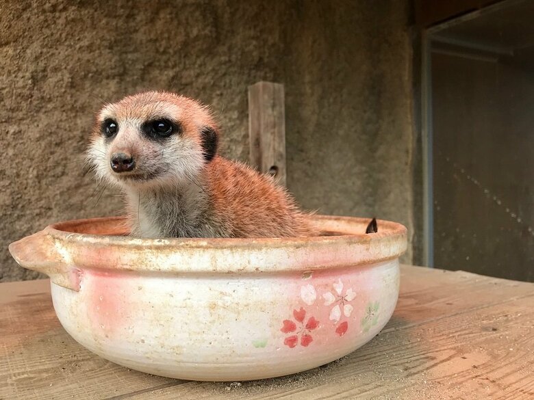 頭上のヒーターと保温効果の高い土鍋を合わせた（提供：九十九島動植物園森きらら）