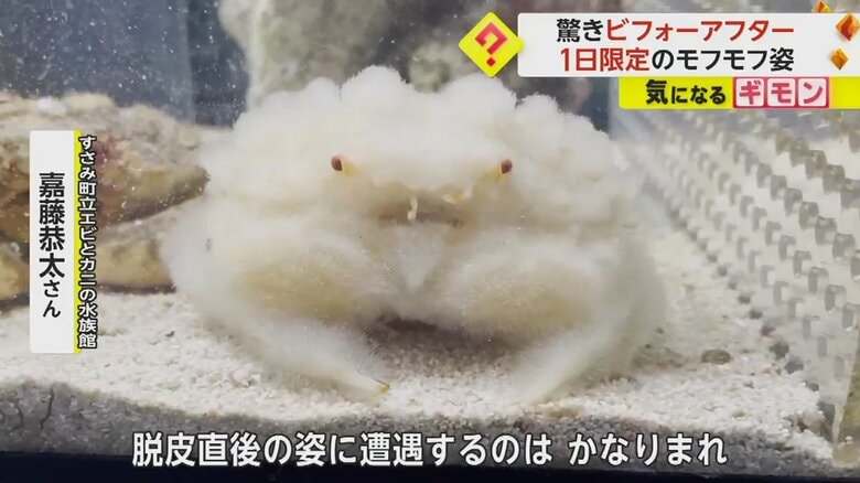 脱皮直後の姿に遭遇するのはかなりまれだというオオタマオウギガニ