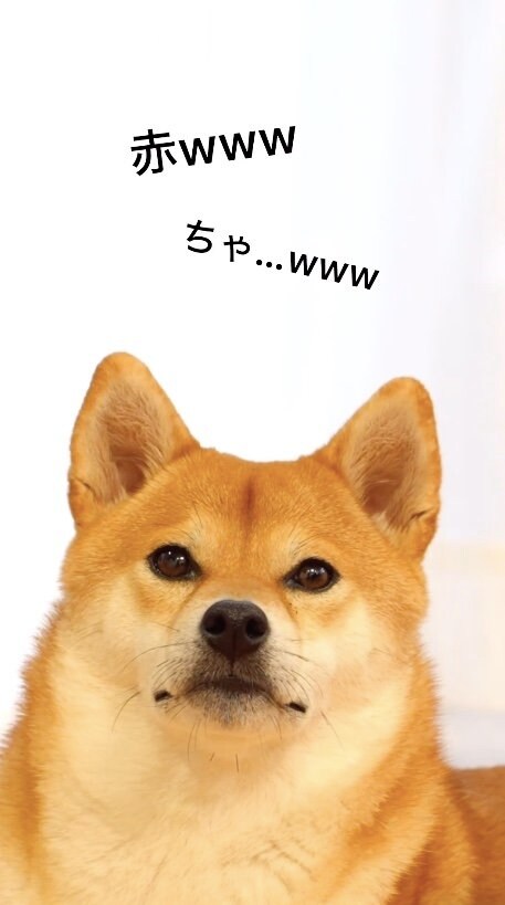 これから赤ちゃんが生まれると聞いた時のむぎちゃん（提供：柴犬 むぎさん）