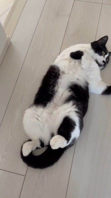 提供：卵山玉子先生