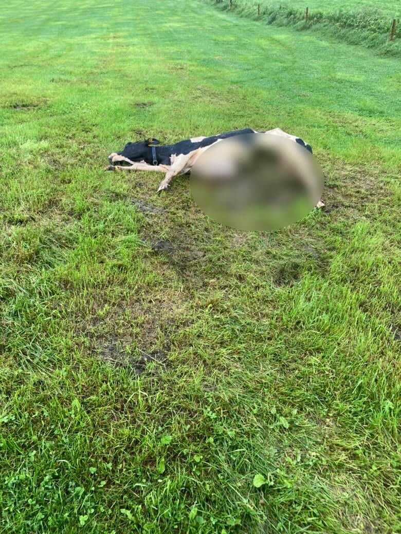 死んでいるのが見つかった乳牛（7月18日　提供：牧場経営者）