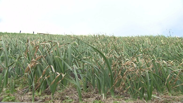 花が枯れたり、倒れてしまったものも