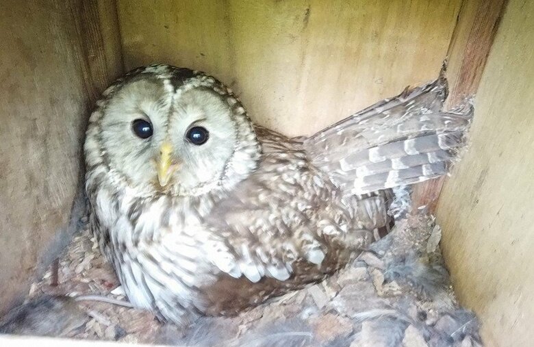 サントリーより提供