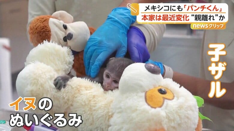 イヌのぬいぐるみに抱き着く子ザル