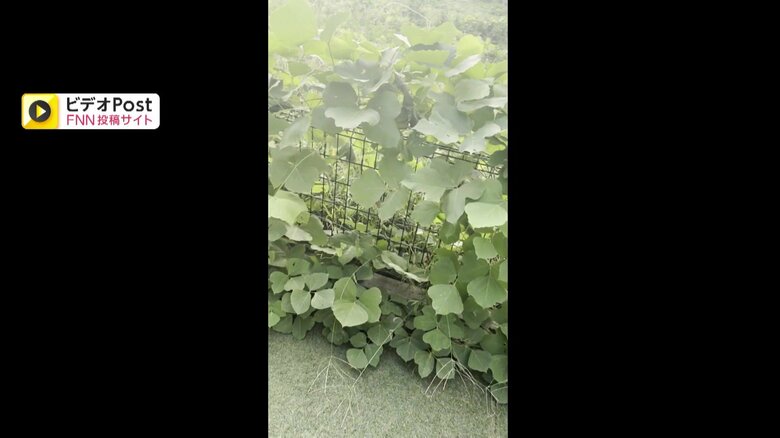 空き地から大量の草が侵食している様子