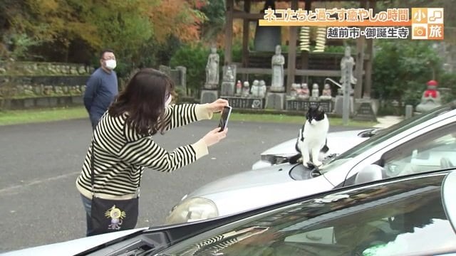 ボンネットに乗っても怒らないで