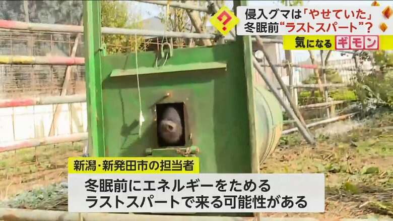 新発田市の担当者は、冬眠前でクマが来る可能性があると注意を呼びかけている