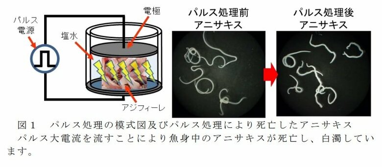 アニサキスを殺虫する仕組み（提供：ジャパンシーフーズ）