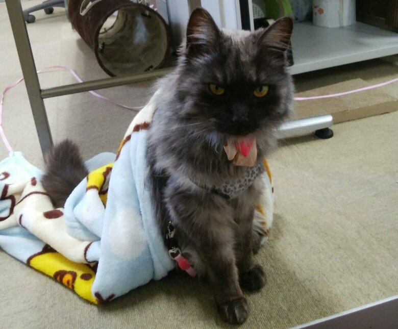 保護から少し経った頃のしょこらくん