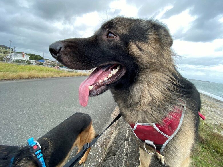 提供：Tobi and Bobiシェパード兄弟犬さん
