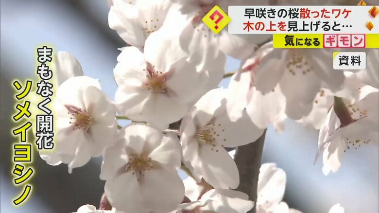各地でまもなく開花を迎える「ソメイヨシノ」