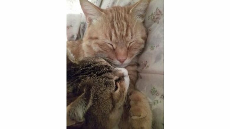 2匹とも父親にかわいがってもらっていたそう