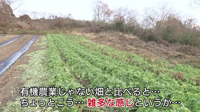 雑草も…少々ワイルドなダイコン畑
