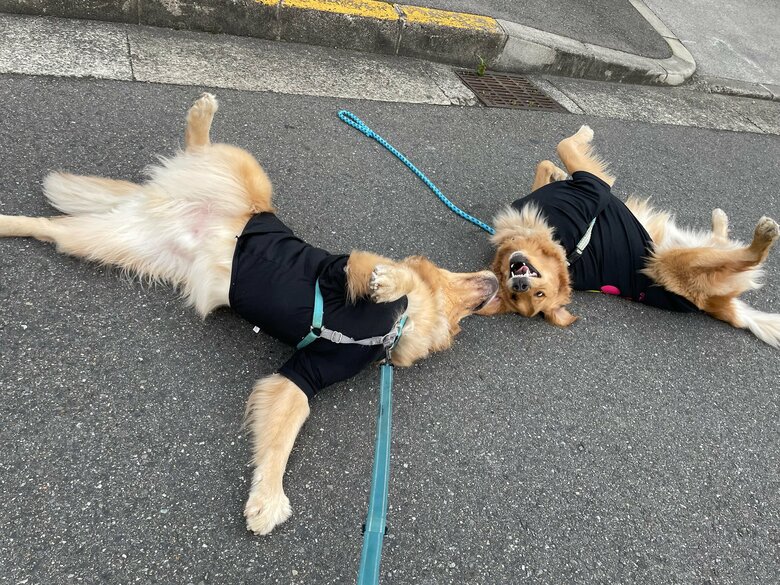 同じ姿で寝転がることも