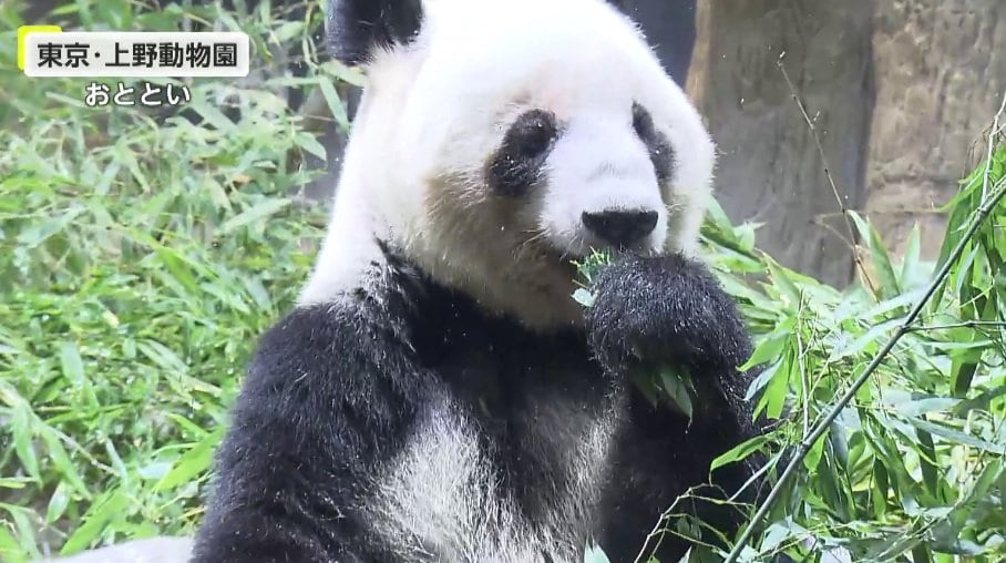 シャンシャン」「シンシン」も…中国の施設で暮らす日本にいたパンダ