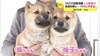 かわいすぎる！ＳＮＳで話題の山陰柴犬の子犬姉妹　旅立ちの冬～（鳥…