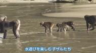 サルにとっても厳しい残暑? 野生猿の生息地・串間市幸島で子ザルが「潜水泳法」を披露