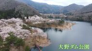“虹の湖”に映える「逆さ桜」　3年ぶりに開催のさくら祭り　水面を取り囲む1000本の桜が咲き乱れる　京都・美山町