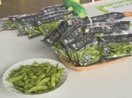 ビールのお供として夏に消費増…岐阜市特産のブランド枝豆『岐阜えだまめ』初出荷 11月中旬までに約700トン予定