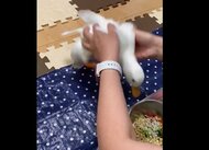  「落ち着けるか―！」 ごはんを目の前に“興奮MAX”のコールダックがかわいい…いつものことなのか聞いた