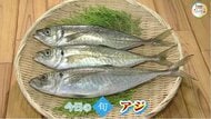 【瀬戸内旬紀行】旬の「アジ」はコリコリ、プリプリで甘い！４０センチの大物を刺身で味わう【岡山・香川】