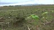 ソバの被害額が1億2000万円　記録的大雨で福井県内1700ヘクタールが被害